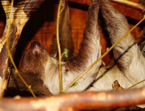 white and brown sloth thumbnail