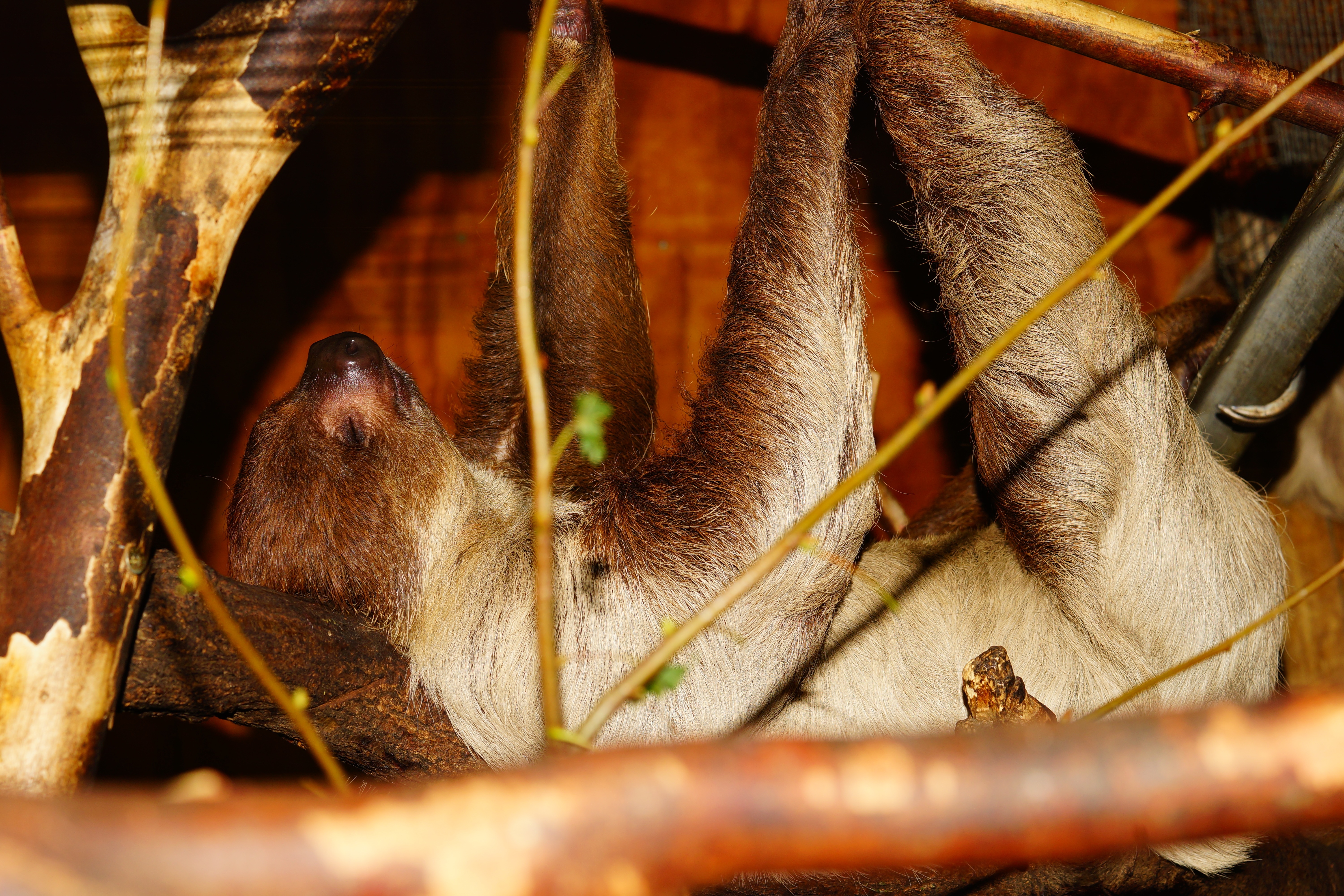 white and brown sloth