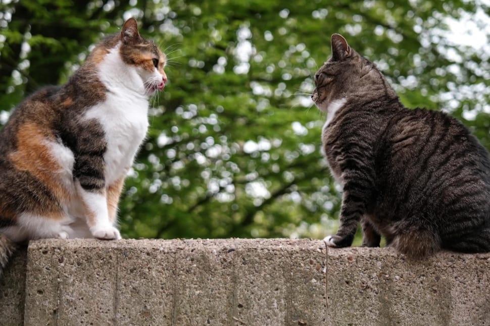 two cats facing each other on concrete fence preview