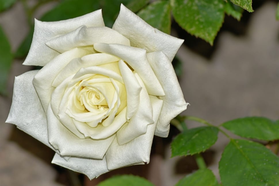 white rose flower preview