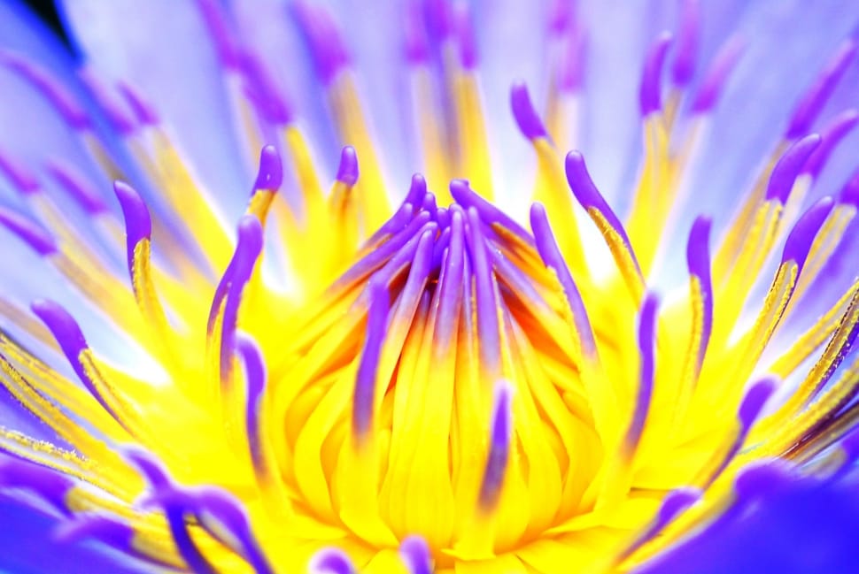 purple yellow flower preview