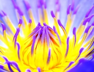 purple yellow flower thumbnail