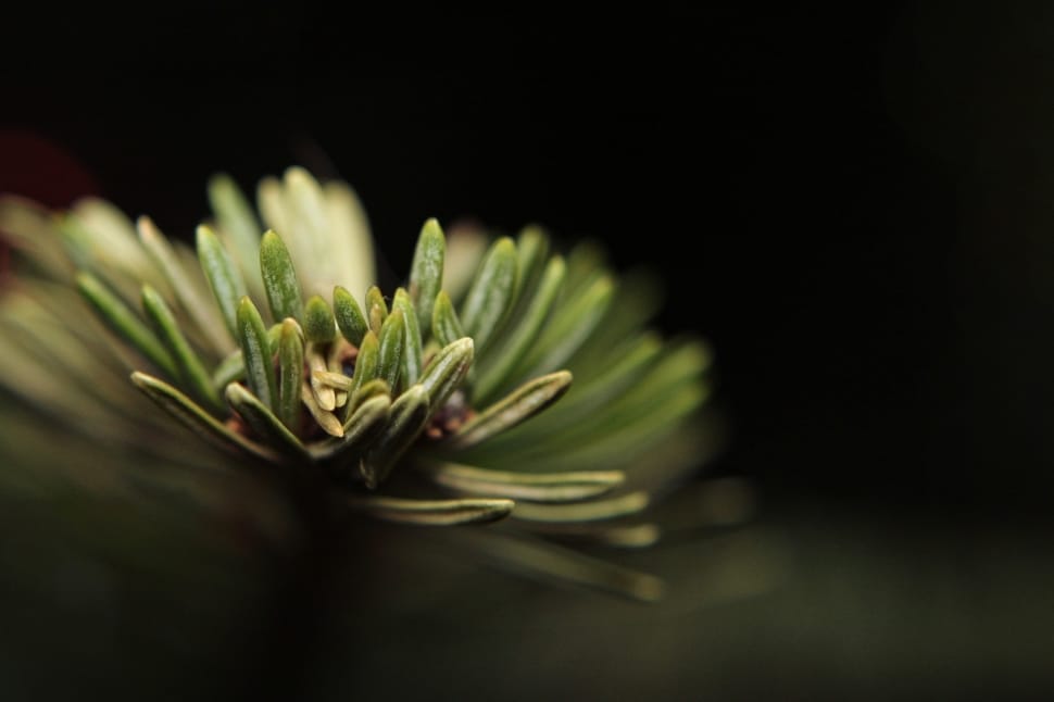 shallow focus photography of green rosemary preview