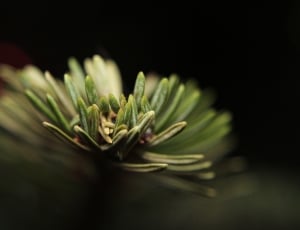shallow focus photography of green rosemary thumbnail