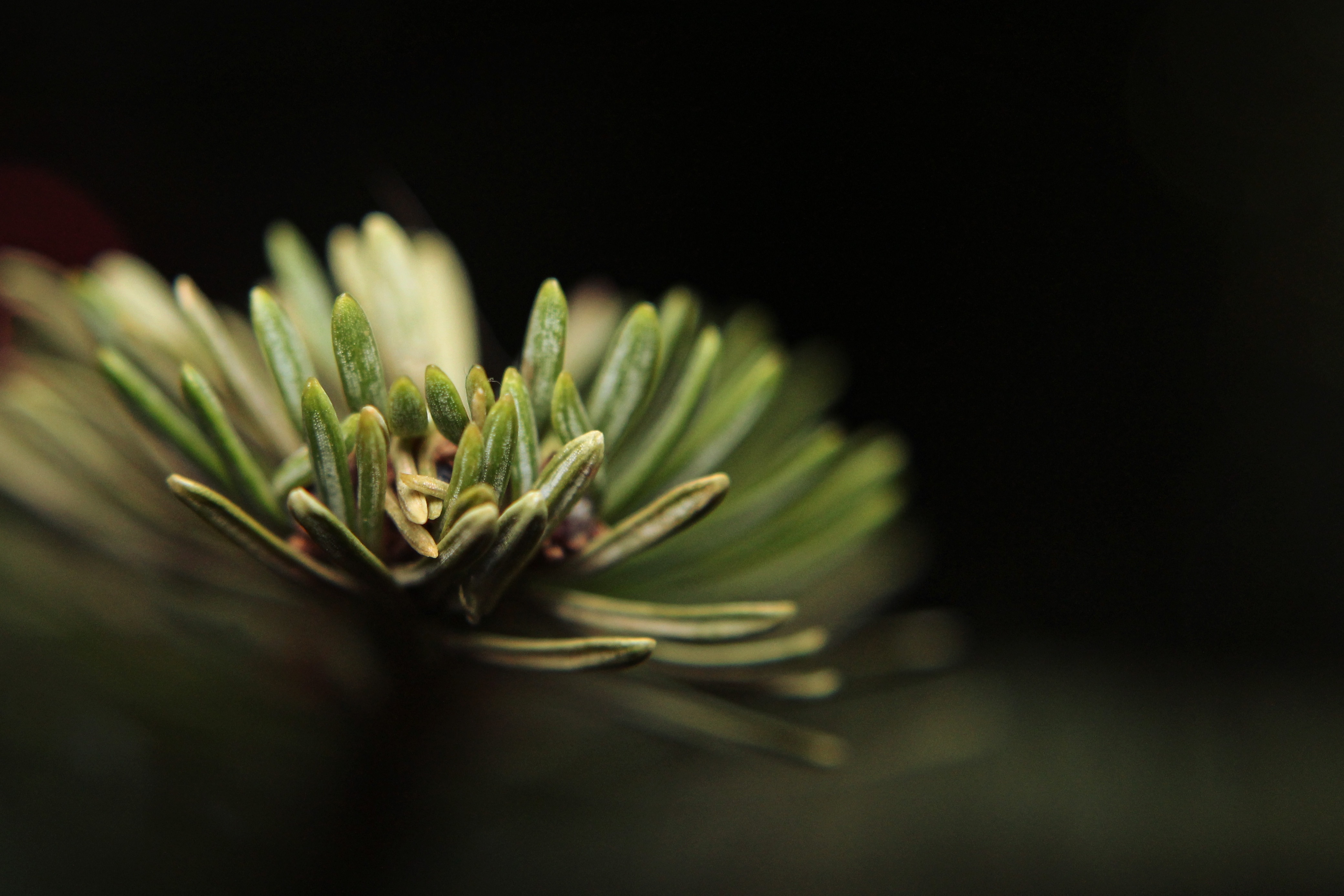 shallow focus photography of green rosemary