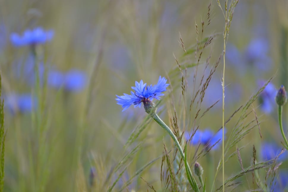blue petal flower lot preview