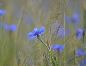 blue petal flower lot thumbnail