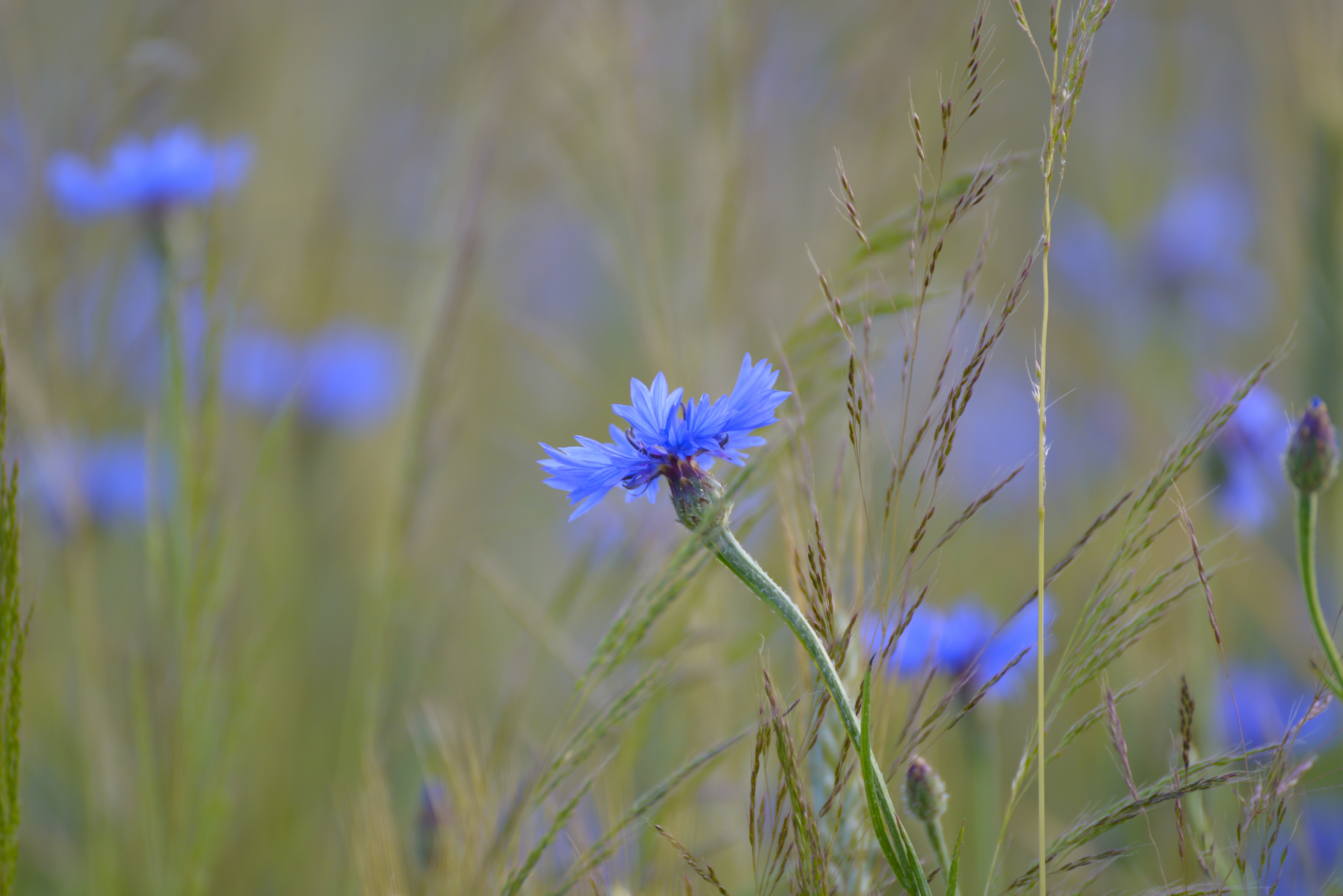 blue petal flower lot