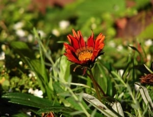 Flora, Flower, Nature, Red, Red Flower, flower, growth thumbnail