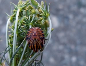 Eyes, Beetle, Orange Beetle, Flower, plant, nature thumbnail