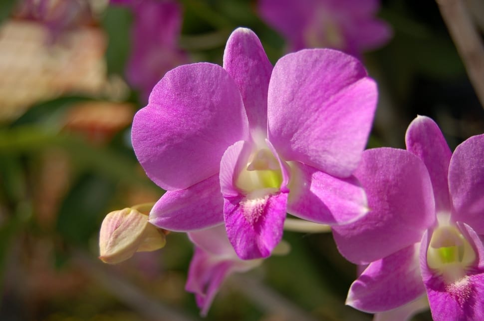 Purple, Orchid, Flower, flower, petal preview