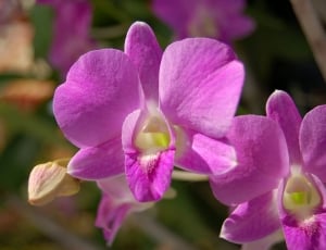 Purple, Orchid, Flower, flower, petal thumbnail