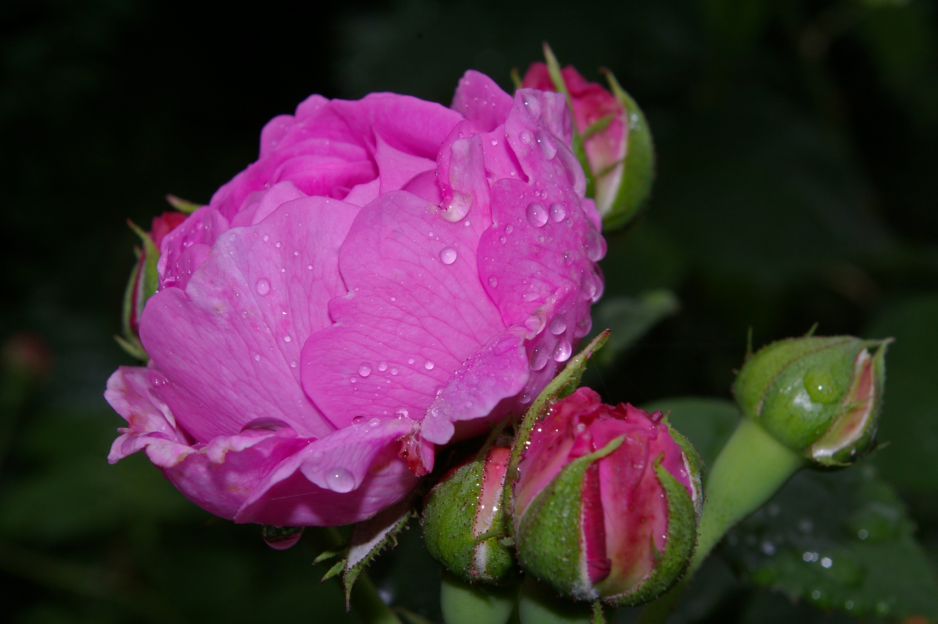 pink petaled flower