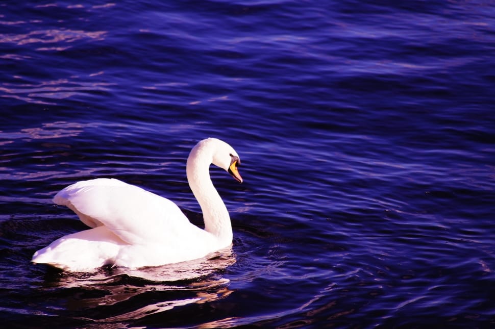 white swan on body of water preview