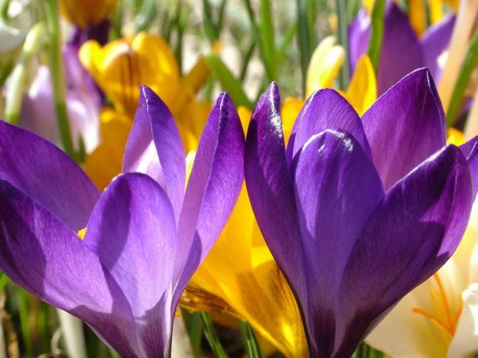 closeup photo of purple and yellow crocus flowers preview