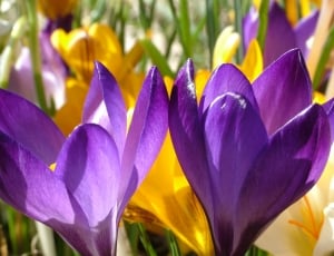 closeup photo of purple and yellow crocus flowers thumbnail