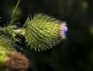 shallow focus shit of green and purple flower with thorns during daytime thumbnail