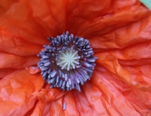 red and purple petaled flower thumbnail