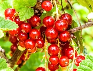 Berries, Currants, Red, Vitamins, Fruit, red, fruit thumbnail