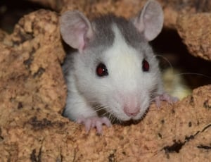 gray and white mouse thumbnail