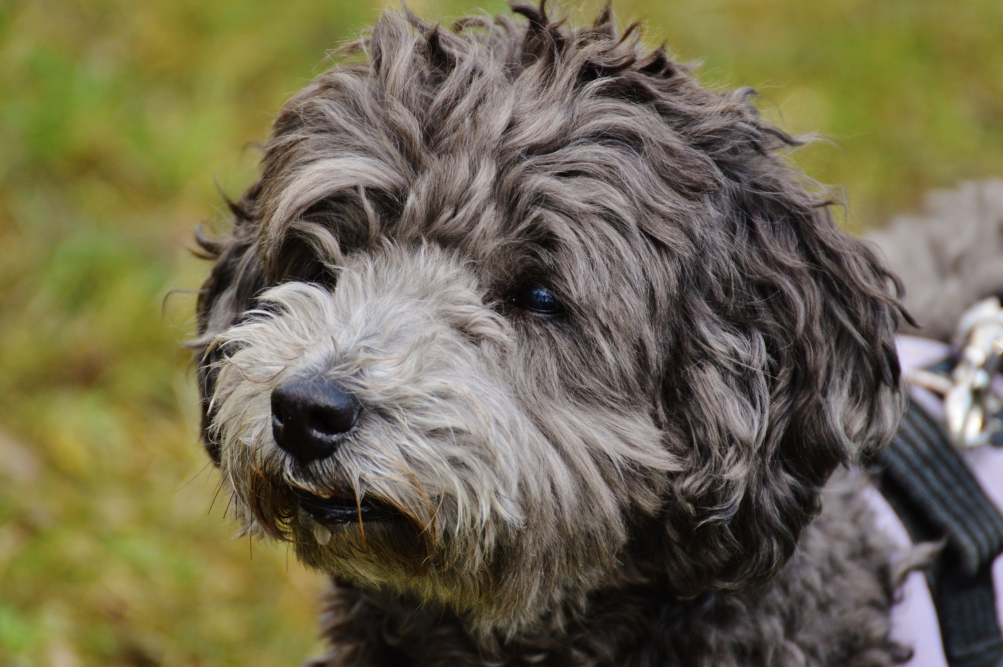 grey curly hair dog