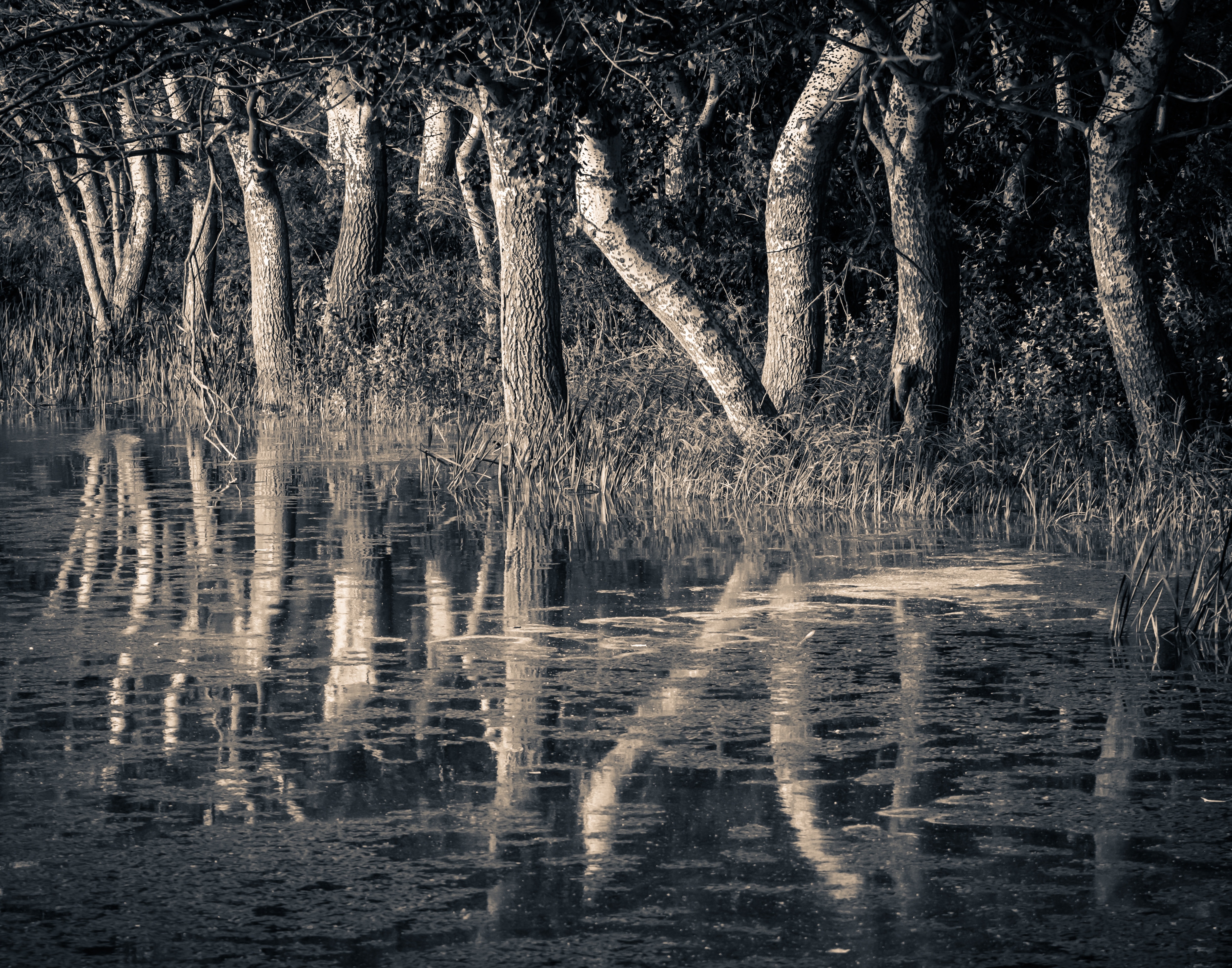 Темные плотно стоящие. Деревья отражаются в воде. Отражение деревьев в воде. Пейзаж в серо болотных оттенках. Дерево отражение.