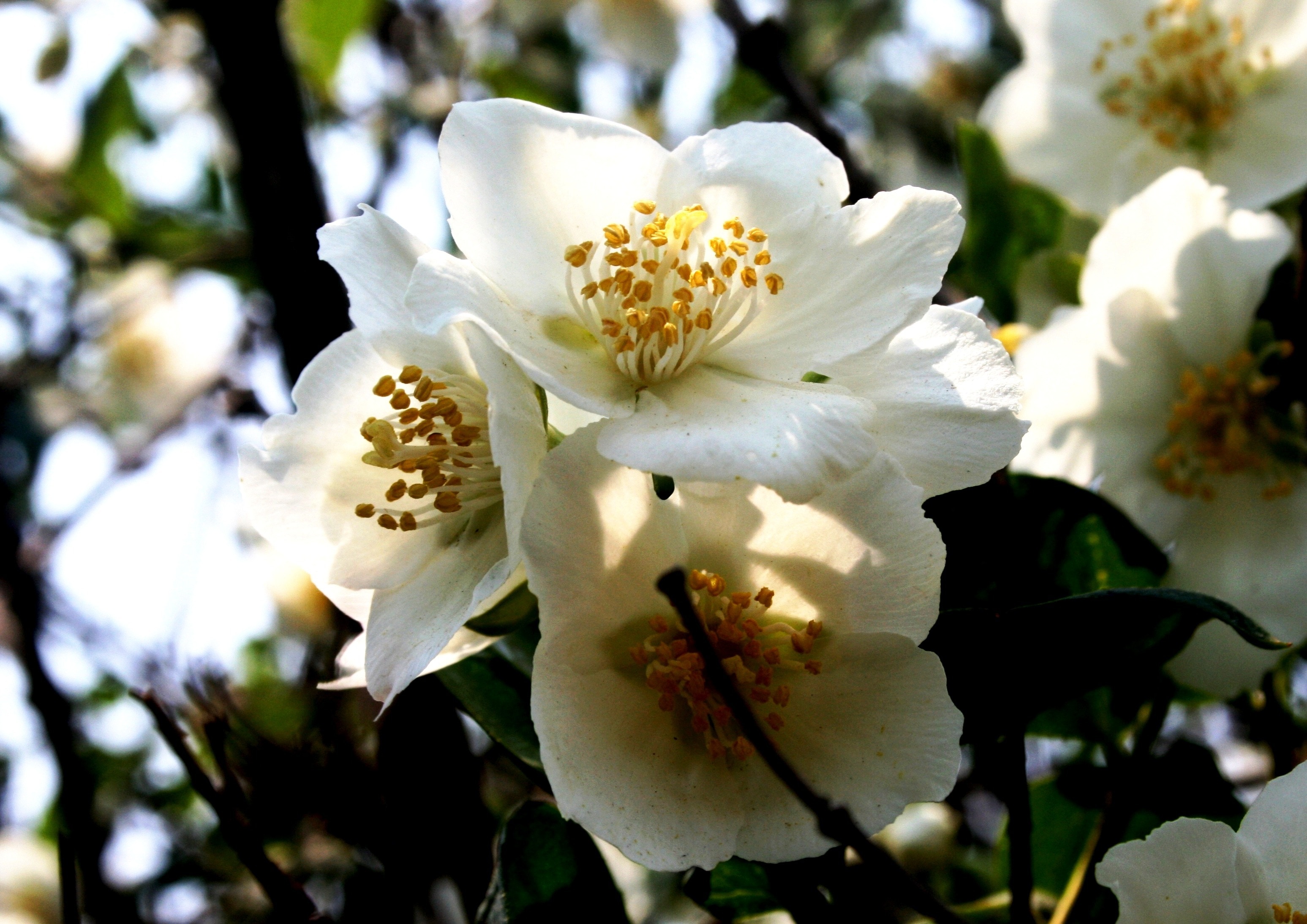 white petal flowers