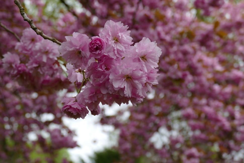 Trees, Cherry Blossom, Spring, Flowers, flower, pink color preview