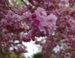 Trees, Cherry Blossom, Spring, Flowers, flower, pink color thumbnail