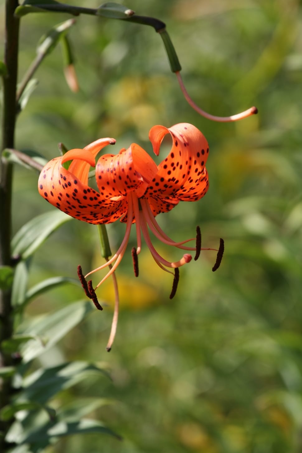 Orange, Tiger Lily, Blossomed, Flower, one animal, animals in the wild preview