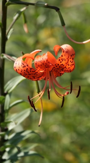 Orange, Tiger Lily, Blossomed, Flower, one animal, animals in the wild thumbnail