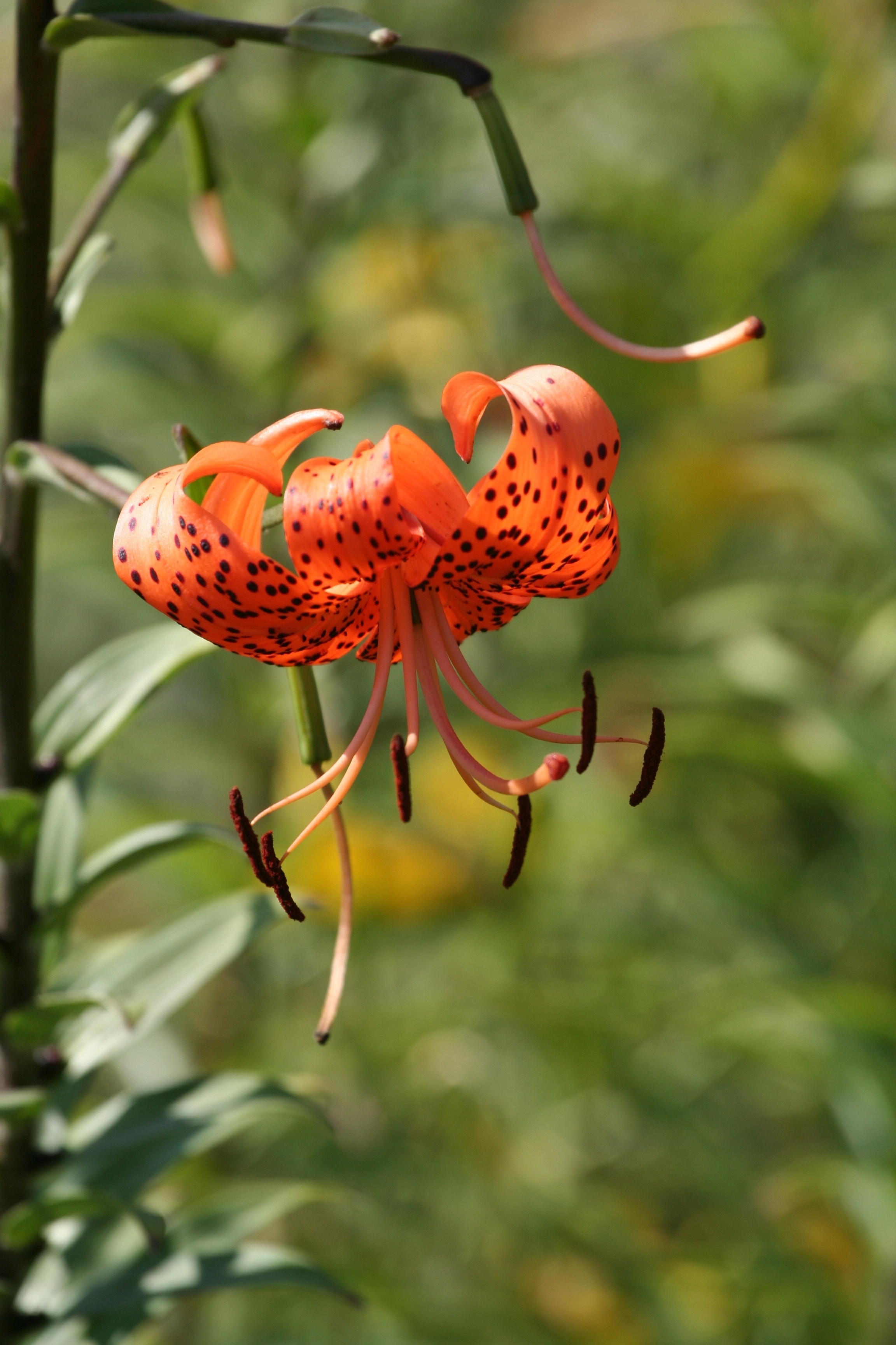 Orange, Tiger Lily, Blossomed, Flower, one animal, animals in the wild