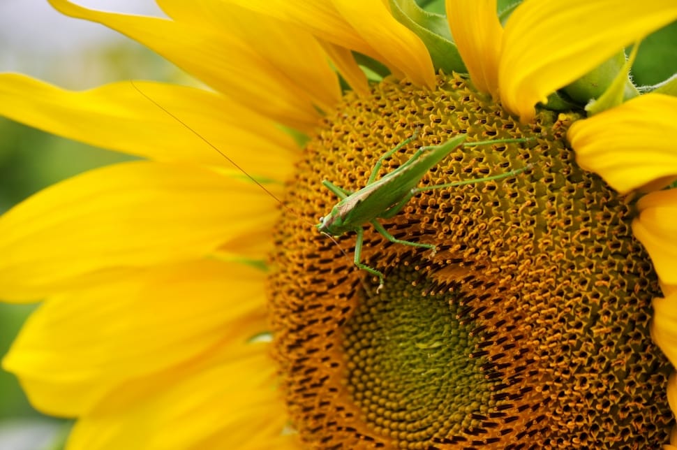 green grasshopper and yellow sunflower preview