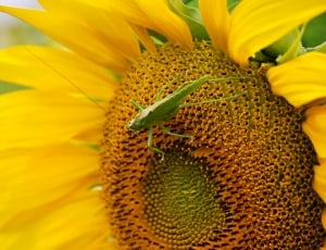 green grasshopper and yellow sunflower thumbnail