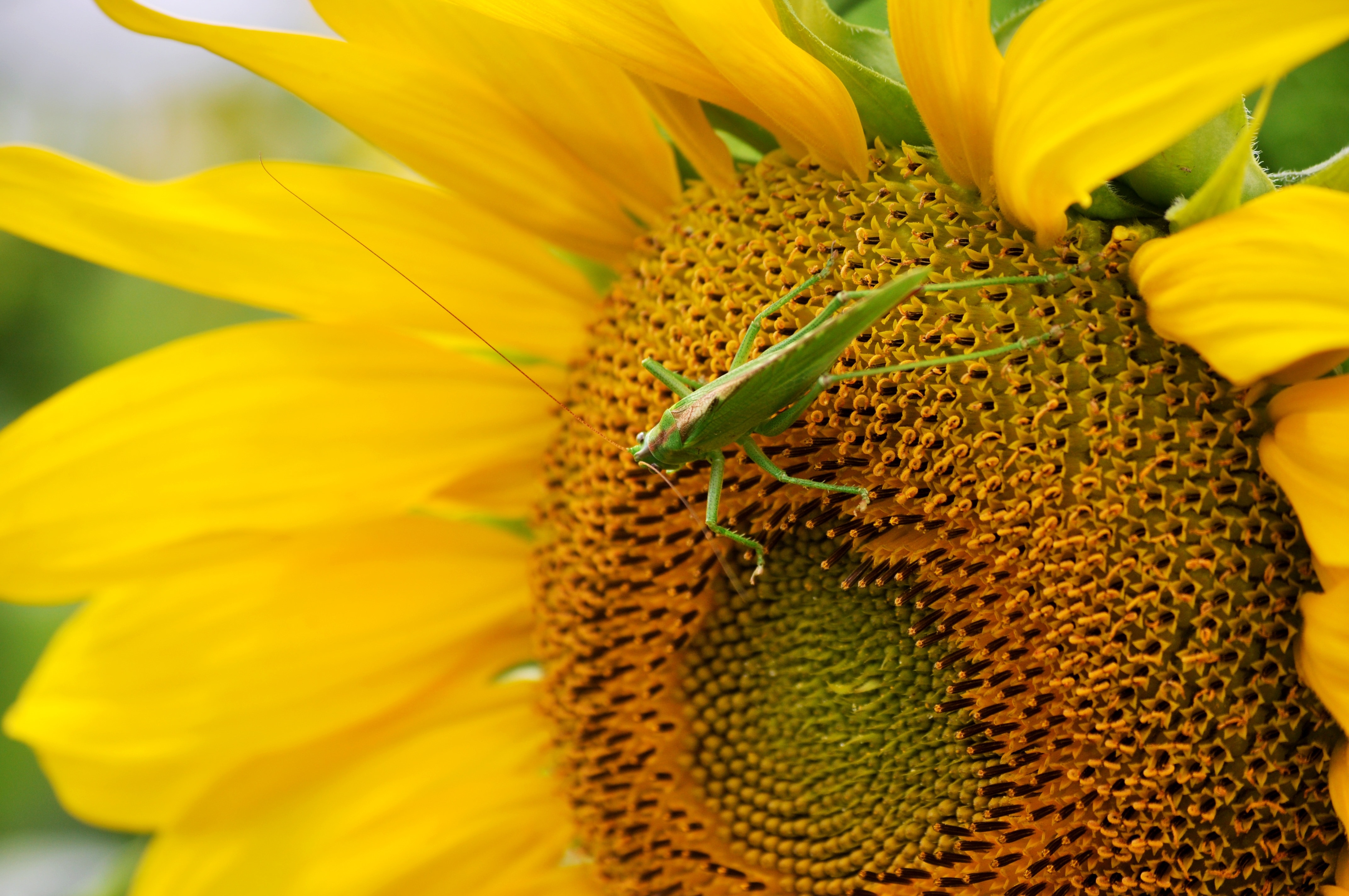 green grasshopper and yellow sunflower