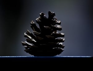 pine cone thumbnail