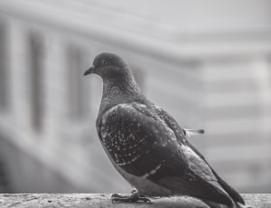 black and gray dove thumbnail