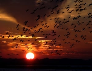 flight of birds silhouette thumbnail