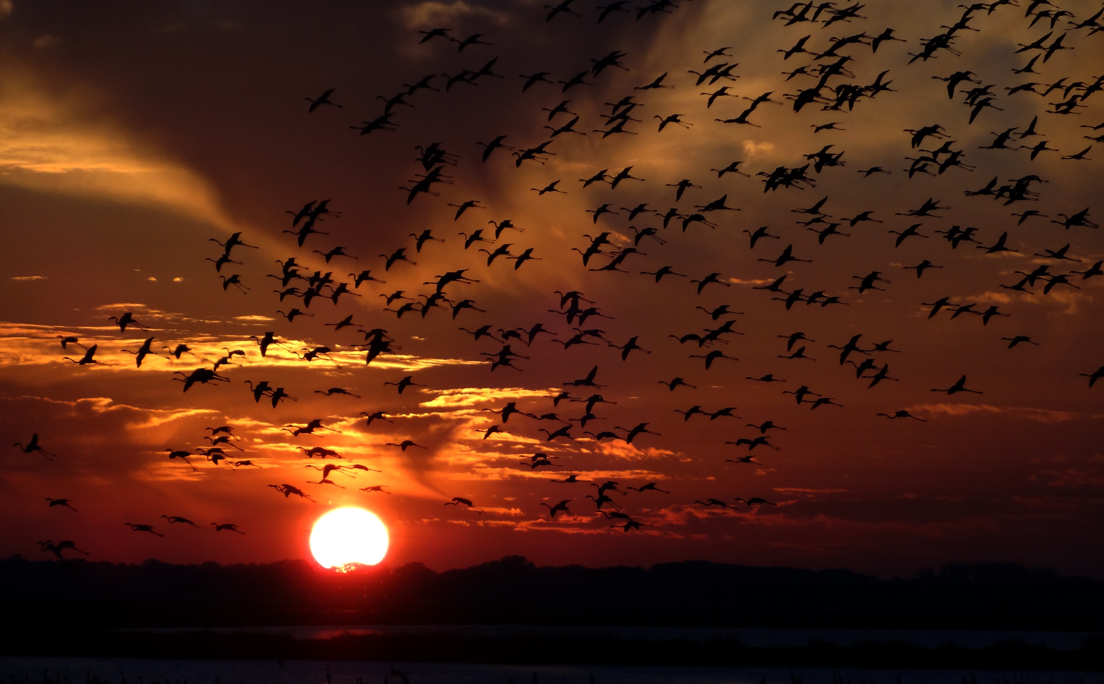 flight of birds silhouette