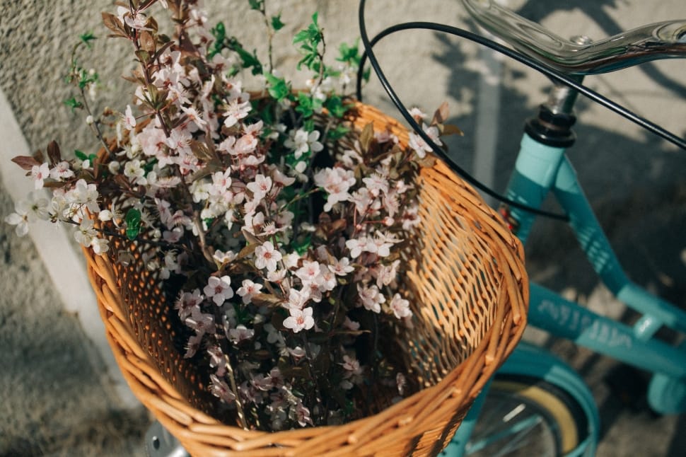 basket, bike, bicycle, flower, basket, no people preview