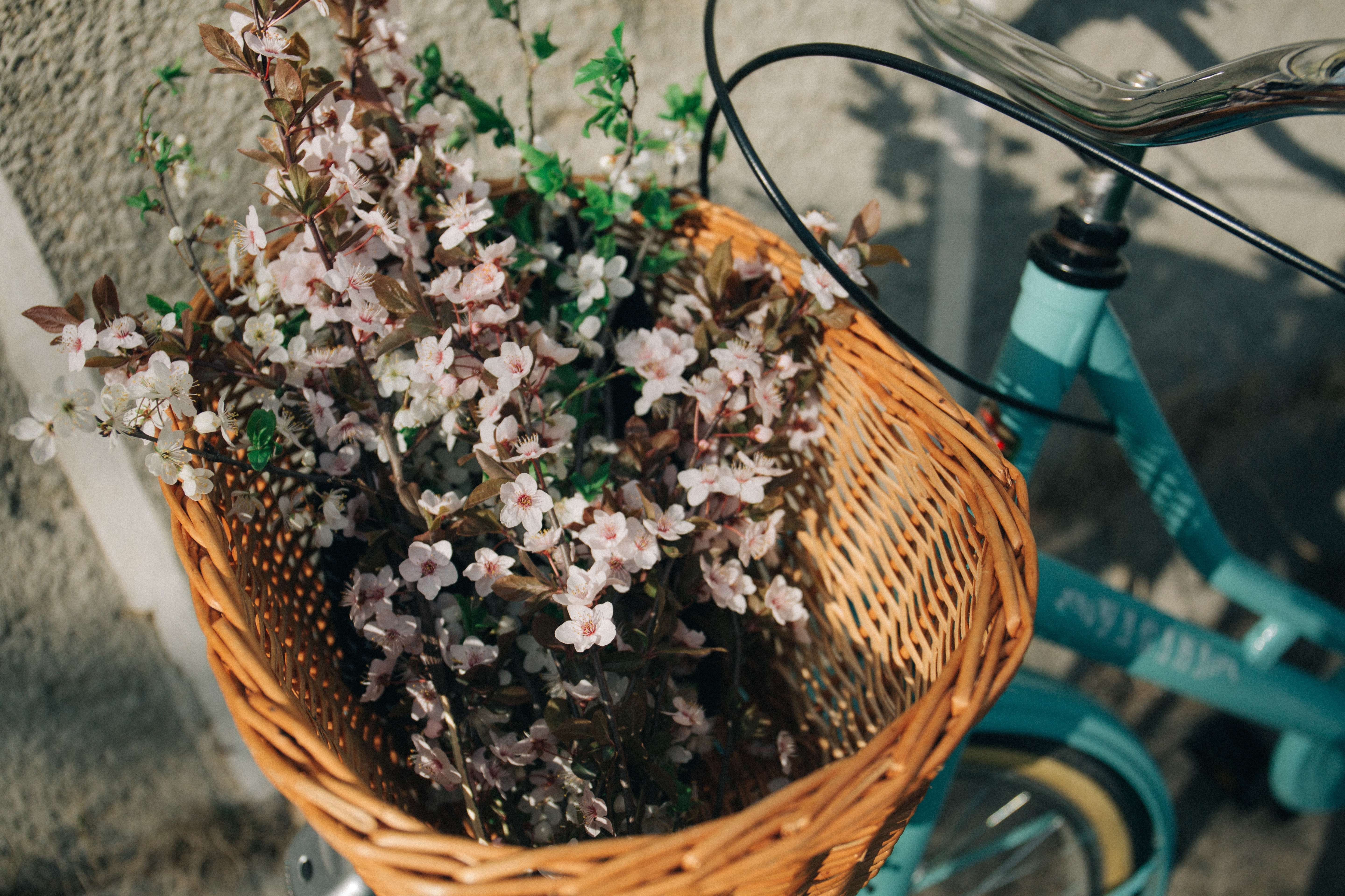 basket, bike, bicycle, flower, basket, no people