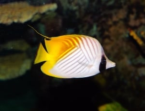 white black and yellow pey fish thumbnail