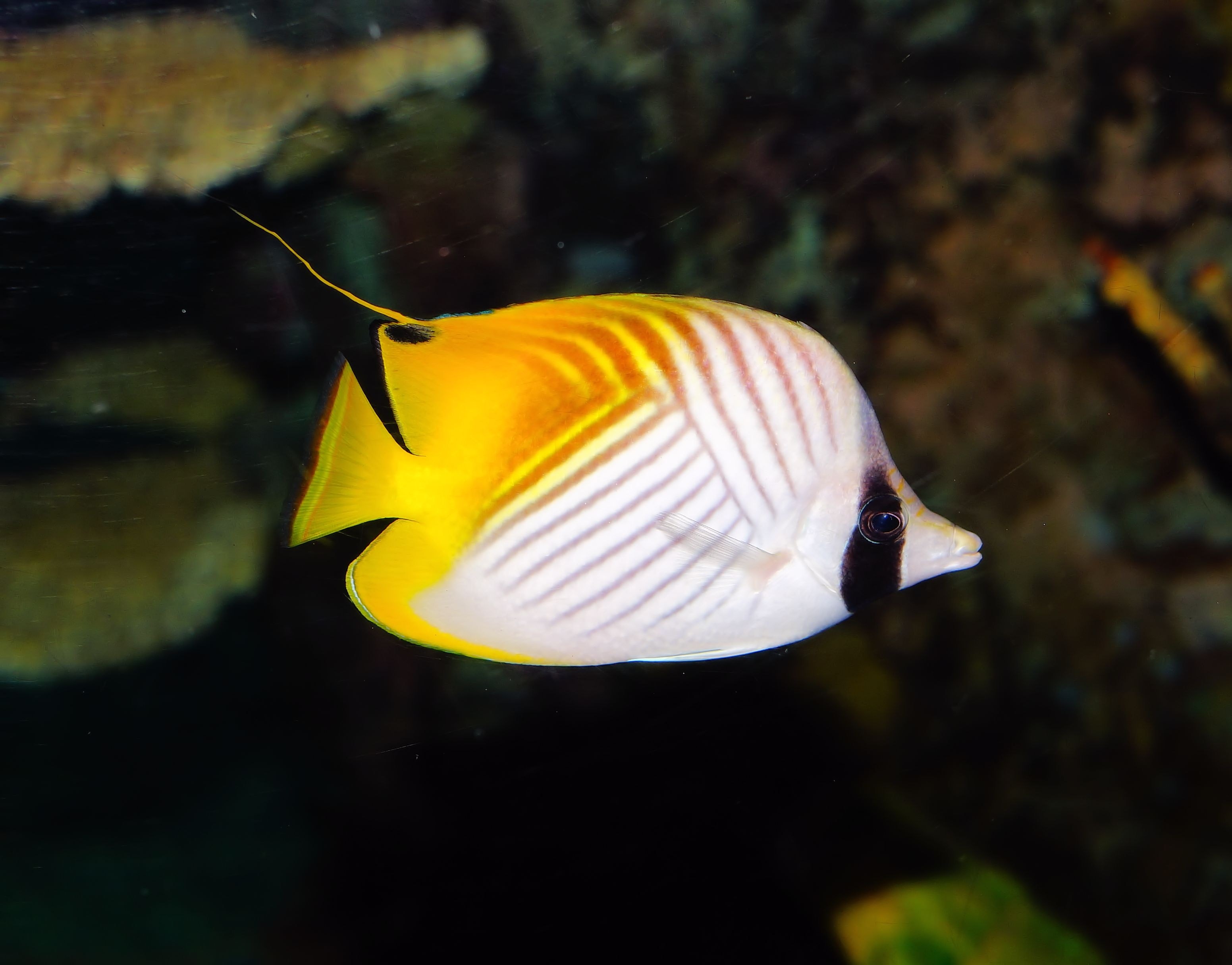 white black and yellow pey fish