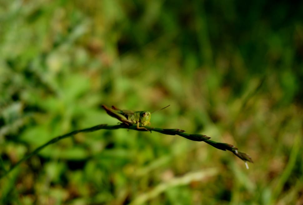 green grasshopper nymph preview