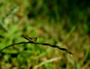 green grasshopper nymph thumbnail