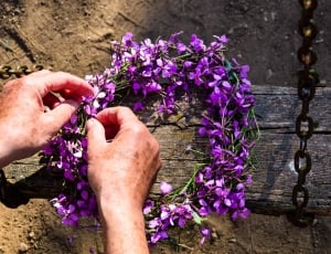 Flowers, Field, Swing, flower, purple thumbnail