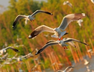selective focus photography of flock of white and black seagulls thumbnail