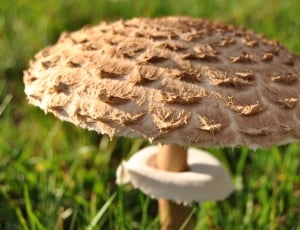 brown mushroom on green grass field thumbnail