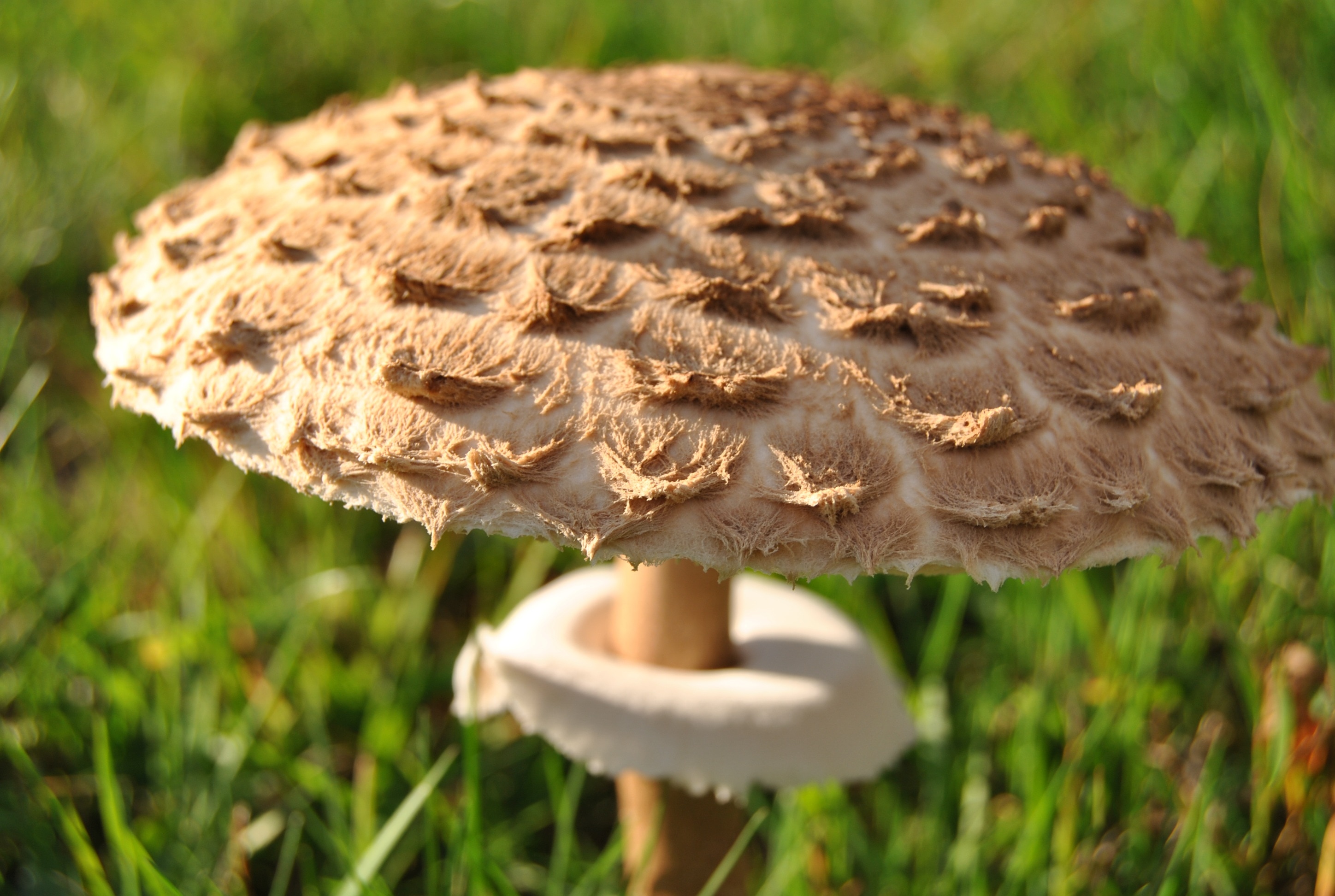 brown mushroom on green grass field