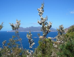 Australia, Ocean, Flowers, nature, blue thumbnail